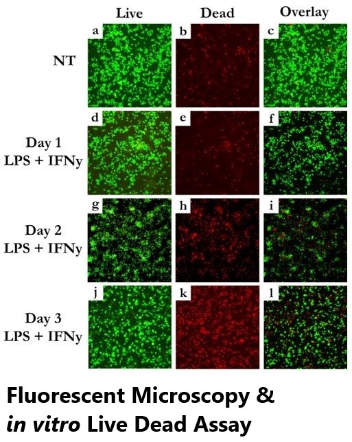 Live Dead Assay Edited